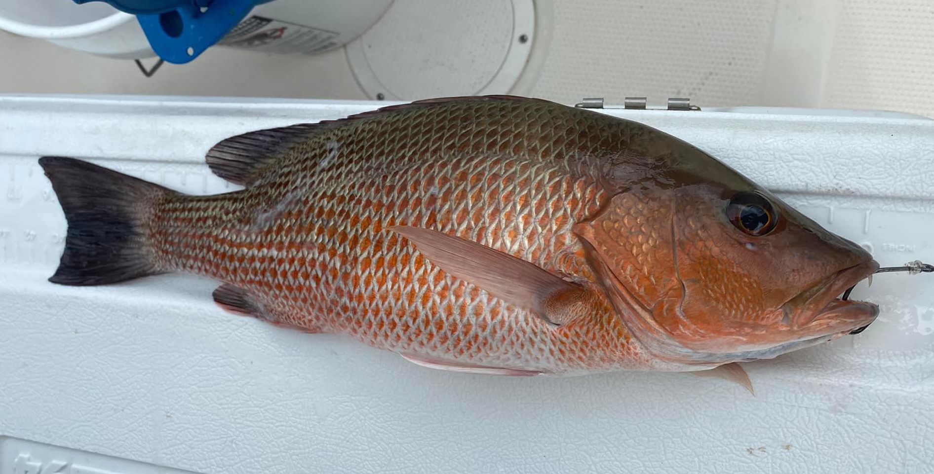 black-snapper