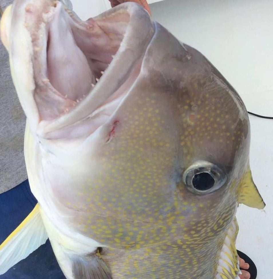 graytilefish